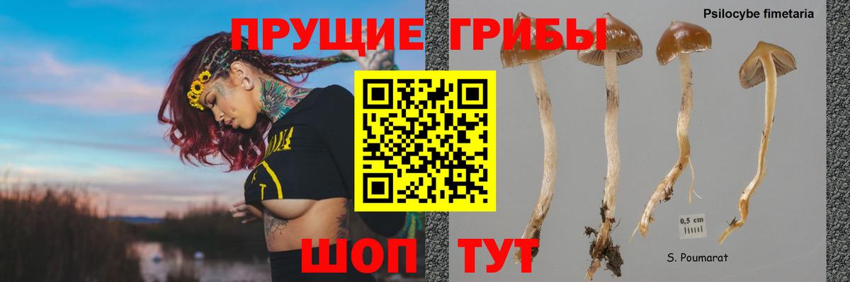 Галлюциногенные грибы прущие грибы  Вход с VPN  магазин продажи наркотиков  Менделеевск  Галлюциногенные грибы Psilocybe 